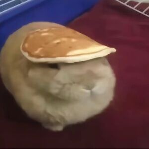 Meet your Posher, Oofer